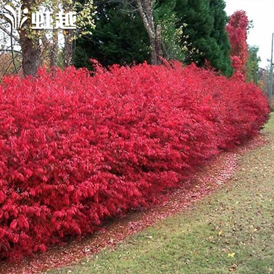 虹越园艺家 火焰卫矛落叶小灌木小2加仑盆栽植物秋季叶色变红