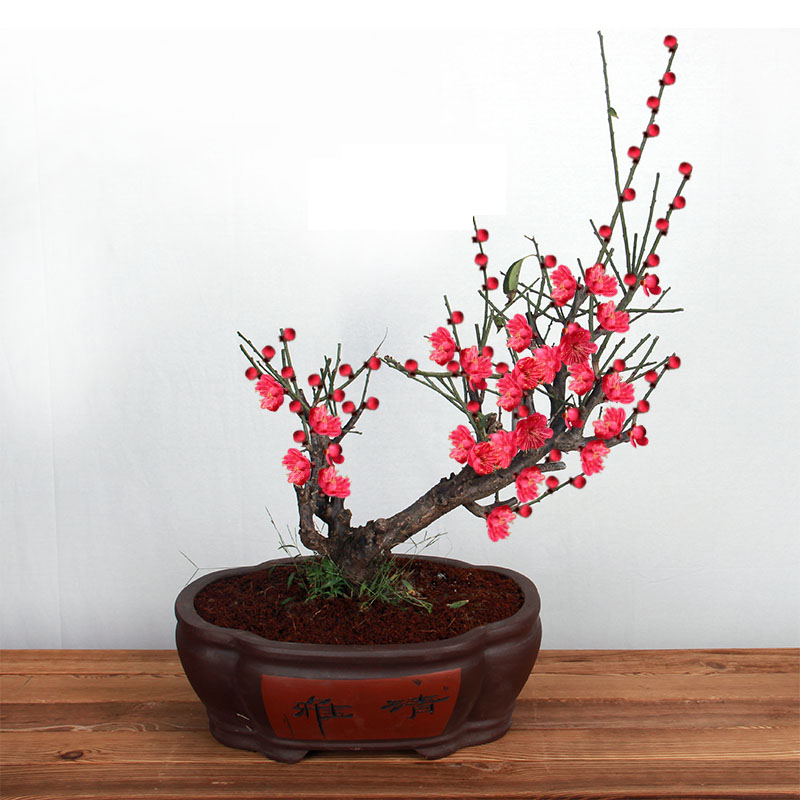 红梅盆景树桩实物腊梅花盆景苗骨里红乌梅盆栽造型花卉植物