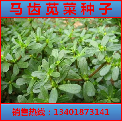 马齿苋种子 五行草 马耳菜 四季盆栽 马齿菜 蚂蚱菜 散装蔬菜种子