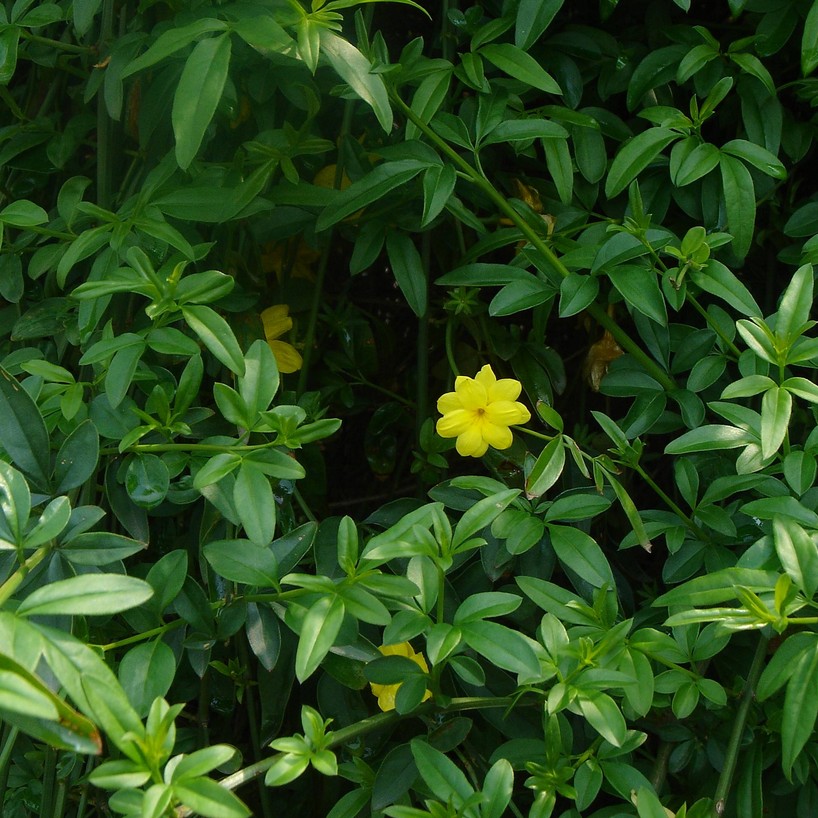 基地直销园林绿化苗庭院植物花卉攀援花卉迎春花苗鞭炮花爬藤植物