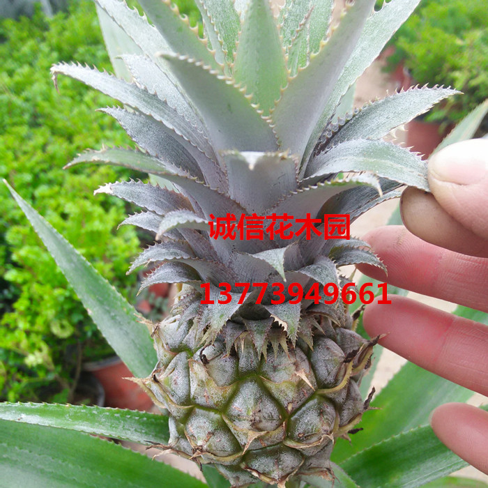 菠萝苗盆栽植物 水果菠萝苗 凤梨盆栽 菠萝花 带果发货