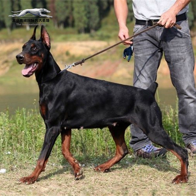 纯种狗狗护卫犬杜宾犬幼犬包邮德系杜宾犬 宠物狗出售