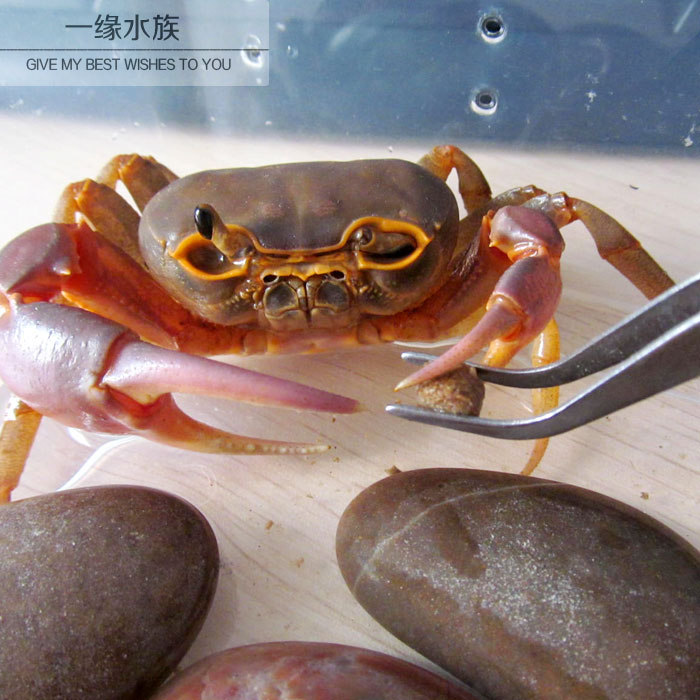 淡水宠物蟹_特价|包邮_宠物宝宝活体,陆龟活体