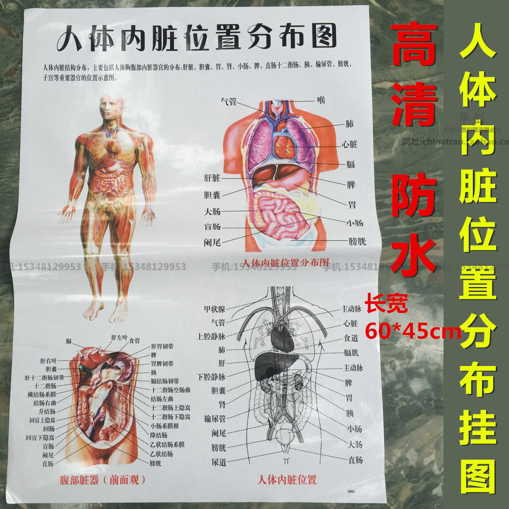 医院海报人体内脏解剖系统示意图医学宣传挂图器官心脏结构挂图画