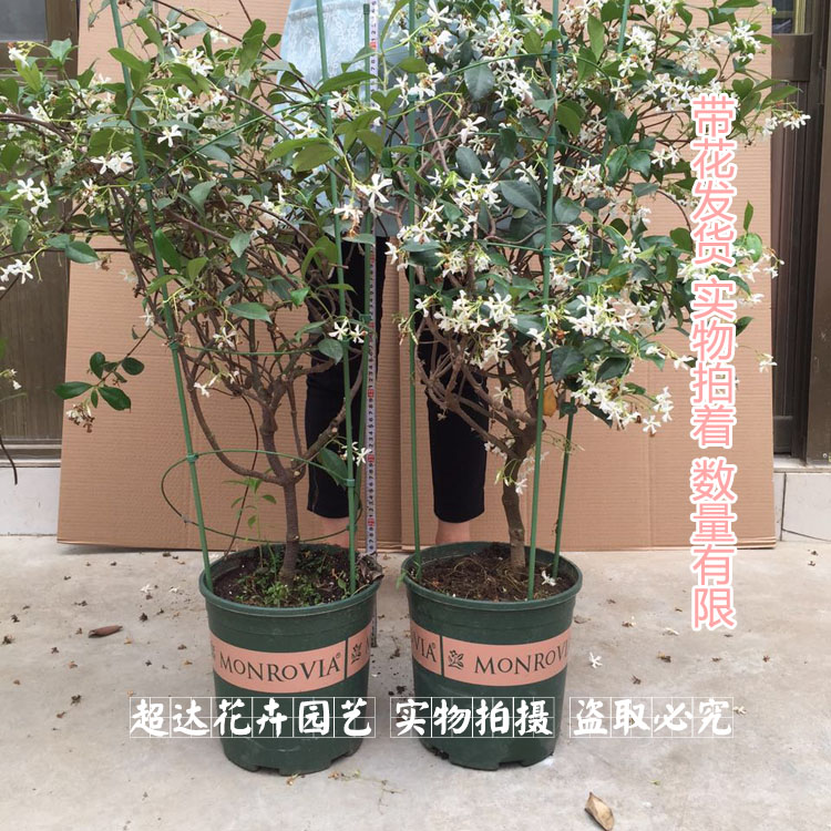 正品[络石盆景]络石盆景图片评测 络石盆景修剪