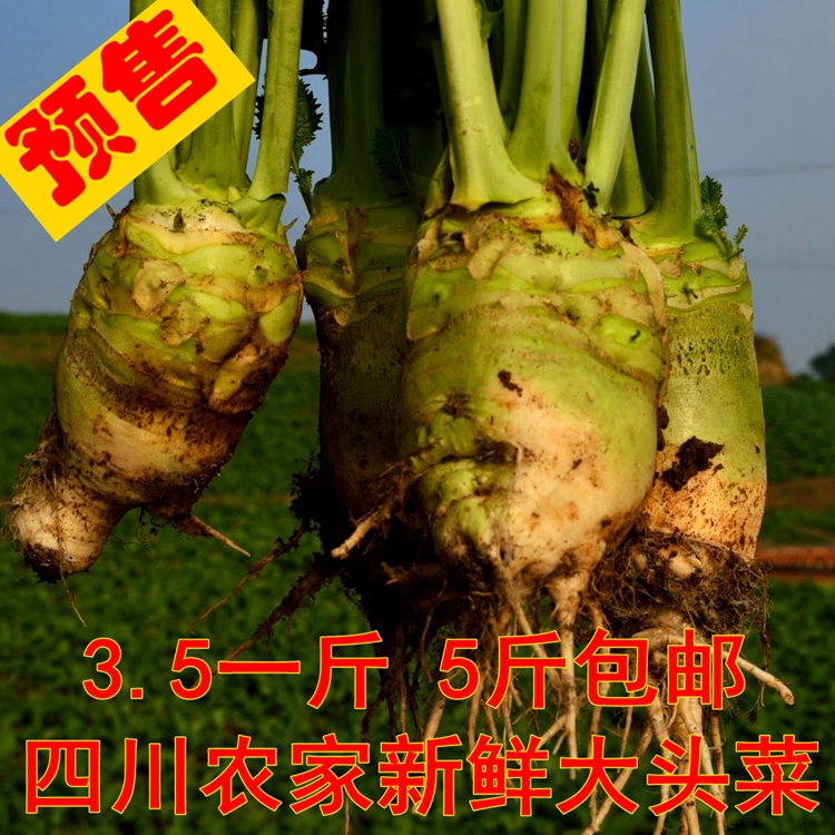 预售/四川农家自种新鲜大头菜辣疙瘩芥菜头辣菜咸菜原料5斤包邮