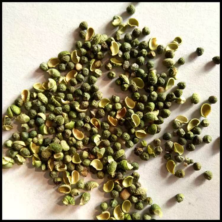 珍珠透骨草种子 中药材种子