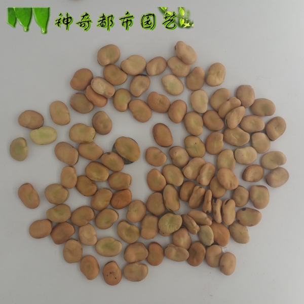大蚕豆种子农家自产生干蚕豆日本大白皮蚕豆 陵西一寸