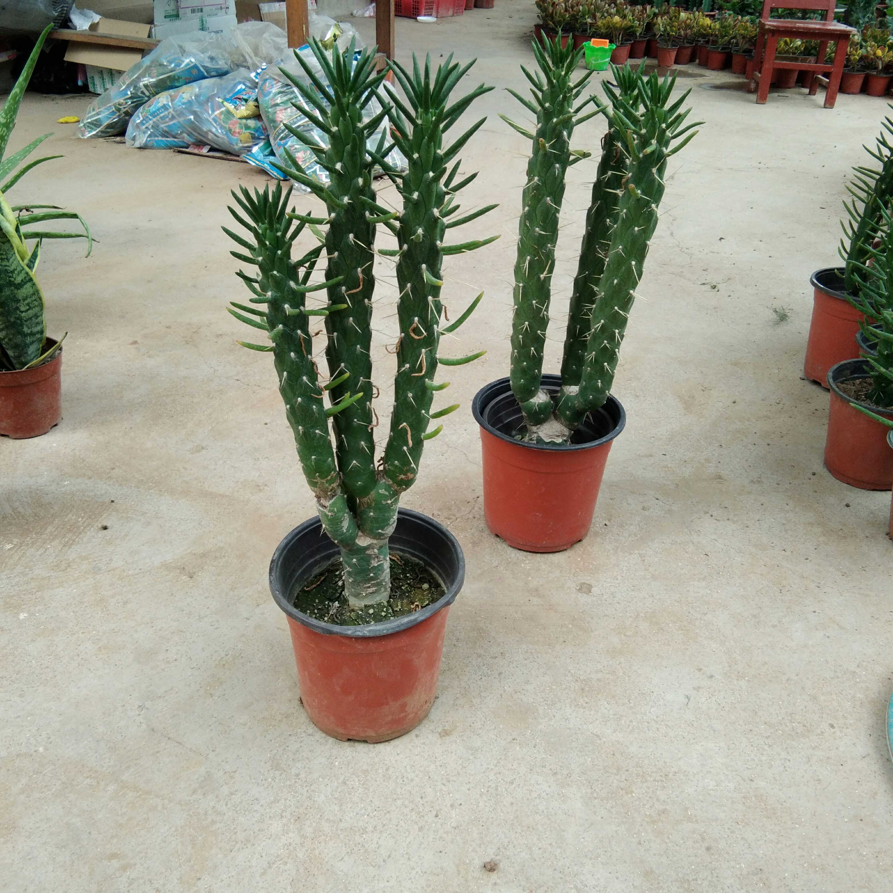 将军柱盆栽 霸王鞭 仙人柱盆栽 龙骨 多肉植物 一棵包邮