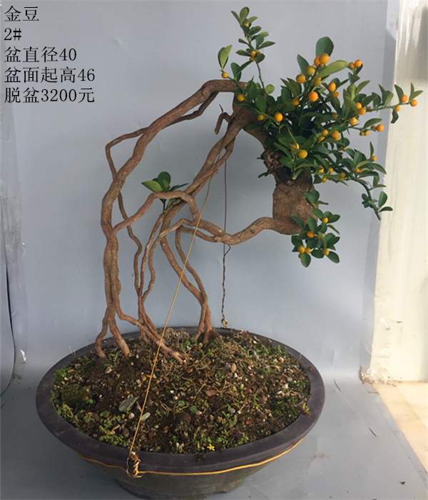 芯竹园 金豆2 根艺 小叶小豆 盆景 精品 造型老桩盆栽 绿植