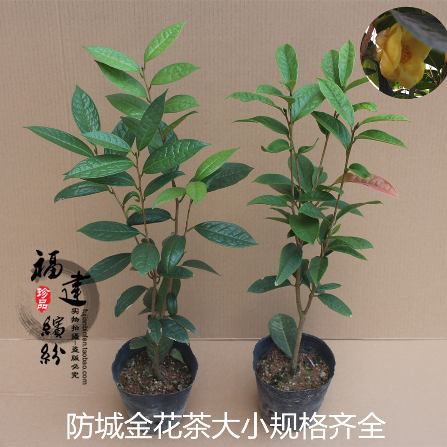 金花茶树苗盆栽防城金茶花室内阳台庭院四季常青名贵花卉植物正品