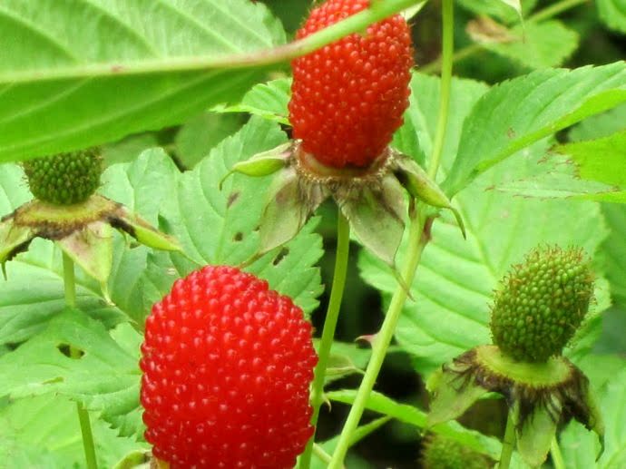 树莓野生新鲜空心泡刺泡水果覆盆子500g红莓山莓野草莓插秧泡包邮