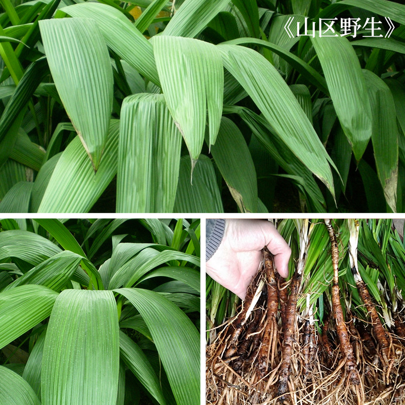 野生仙茅 先矛 仙茅根 地棕根 独脚仙茅独仙毛100g仙矛泡酒