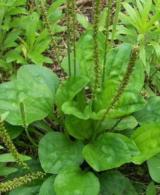 纯野生鱼腥草折耳根薄荷紫苏种苗蔬菜中草药盆栽药食两用腥草薄荷