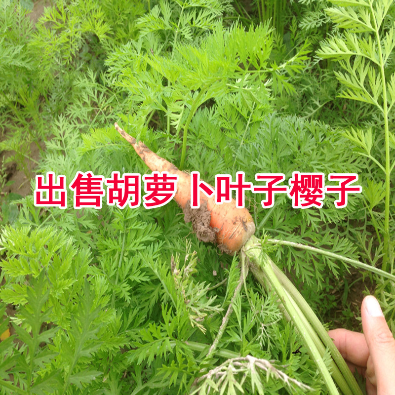出售胡萝卜叶子现摘 新鲜胡萝卜叶子 胡萝卜缨子3斤包邮19.9元