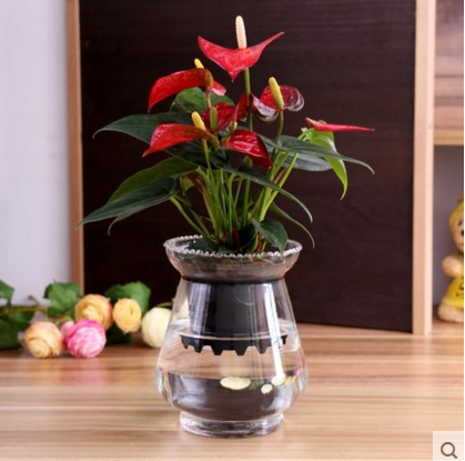 正品[水培 玻璃]水培花卉玻璃瓶评测 水培植物玻