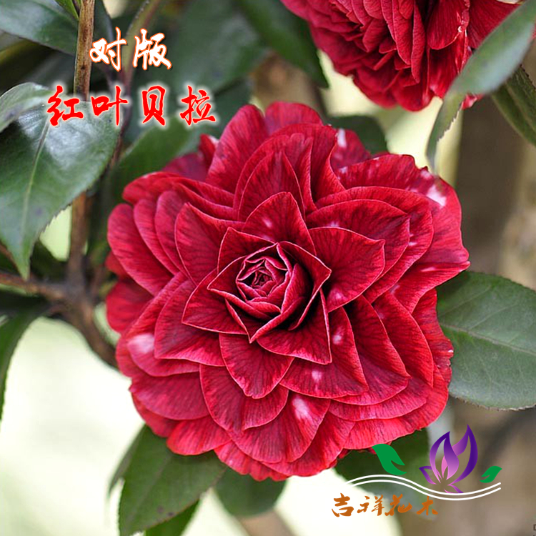 精品红叶贝拉 珍稀黑紫贝拉茶花苗盆栽1到5年庭院花卉图片