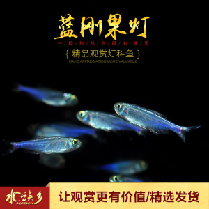 [水族乡]蓝刚果灯鱼 小型观赏水草鱼缸七彩闪光