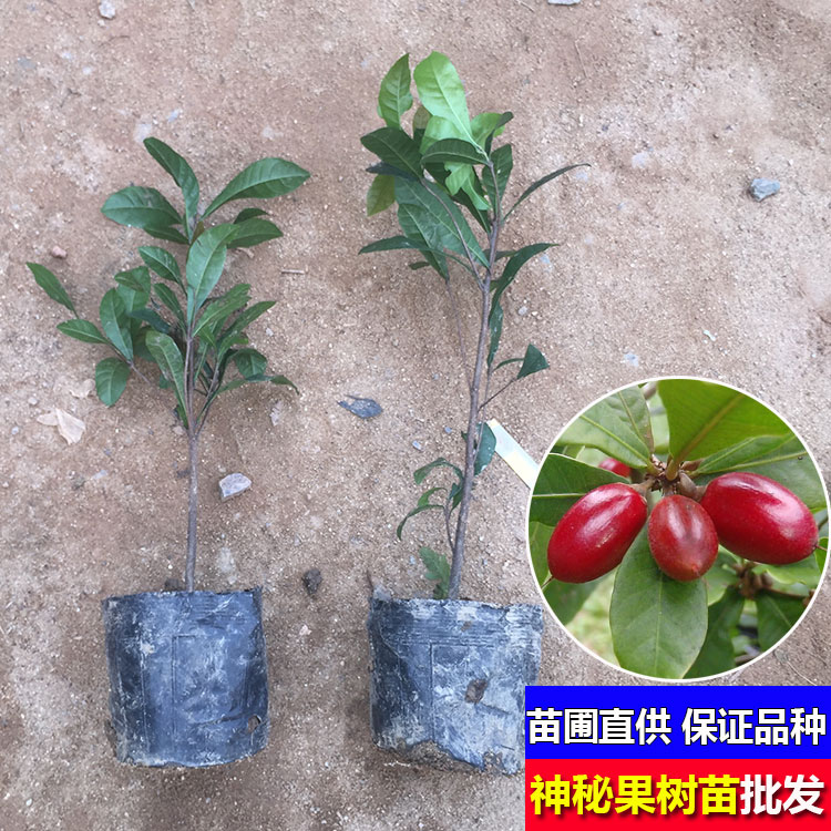 神秘果苗 神秘果树苗 南方果树苗 带土带泥带叶广西发货 盆栽地栽