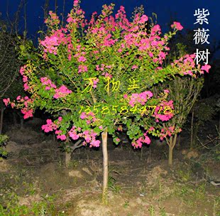 红花 紫薇树 红花紫薇树苗 10公分 别墅绿化 上海地区包种