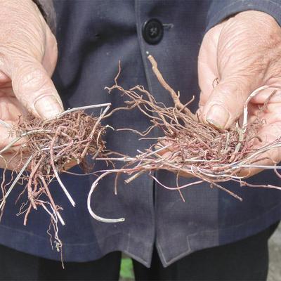 沂蒙山野生茜草根 血见愁 红根草 娃娃拳拉拉秧根 250克 包邮