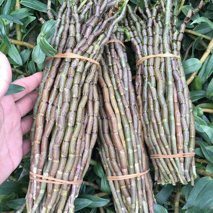 铁皮石斛鲜条500g云南新鲜铁皮石斛三年仿野生霍山铁皮石斛枫斗花