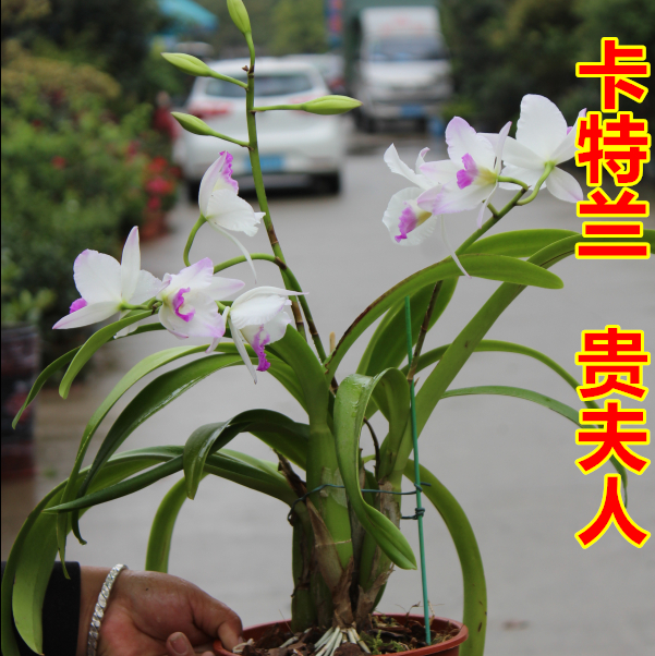 兰花 卡特兰 贵夫人带花发货