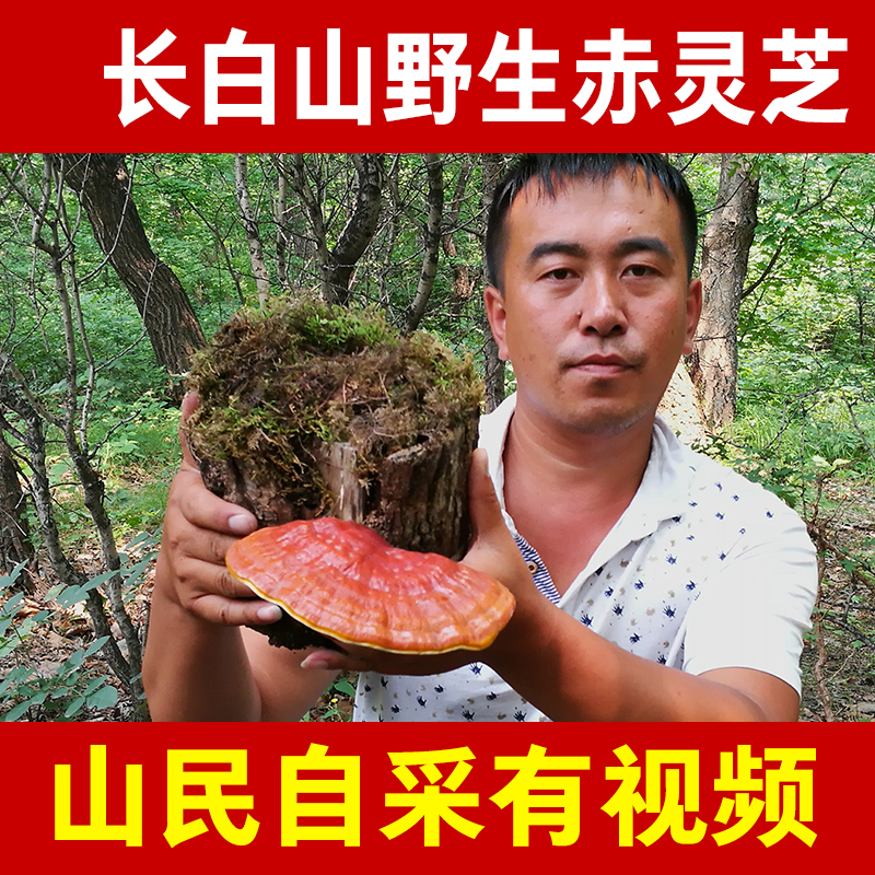 野生灵芝 吉林长白山整枝赤灵芝 纯天然深山赤芝 今年7月新货林芝