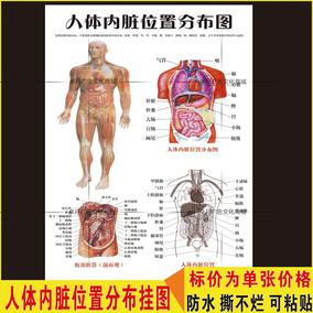 医院人体器官结构解剖图挂图腹部脏器前面观人体内脏位置分布图