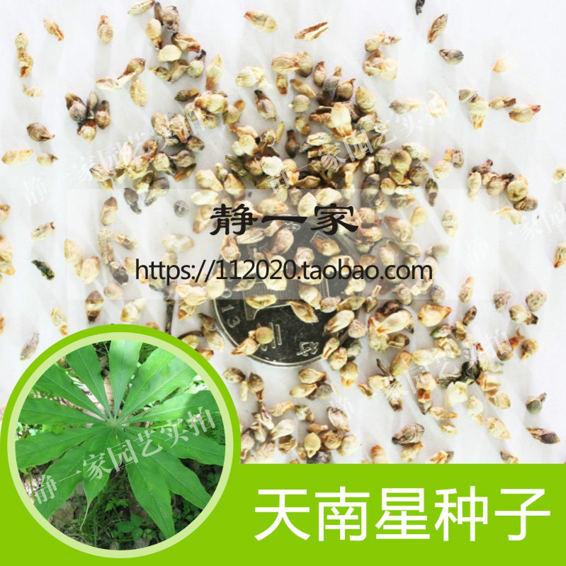 散装天南星种子批发 异叶天南星 东北天南星胆南星种子南星子包邮
