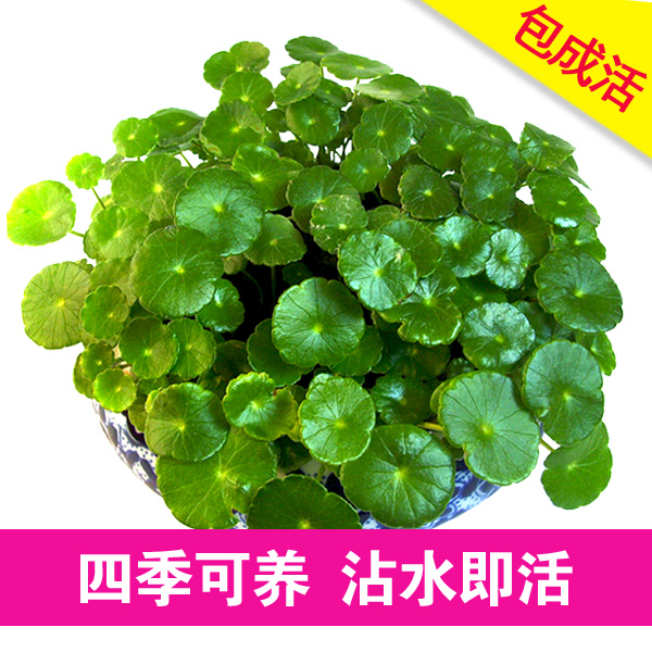 水培铜钱草土培水养植物盆栽室内客厅绿植花卉转运金钱草 包成活