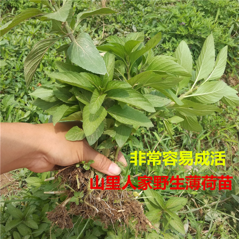 易活野生薄荷苗带根食用鱼香菜薄荷种苗提神吸甲醛根种子盆栽包邮1.50