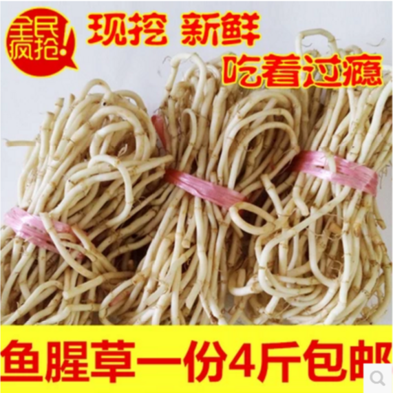 云南野生现挖鱼腥草 新鲜折耳根 新鲜鱼腥草 嫩根 1份4斤包邮