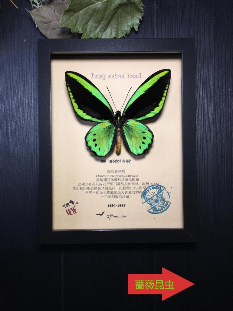 蔷薇昆虫部落进口真蝴蝶标本欧式画框甲虫标本