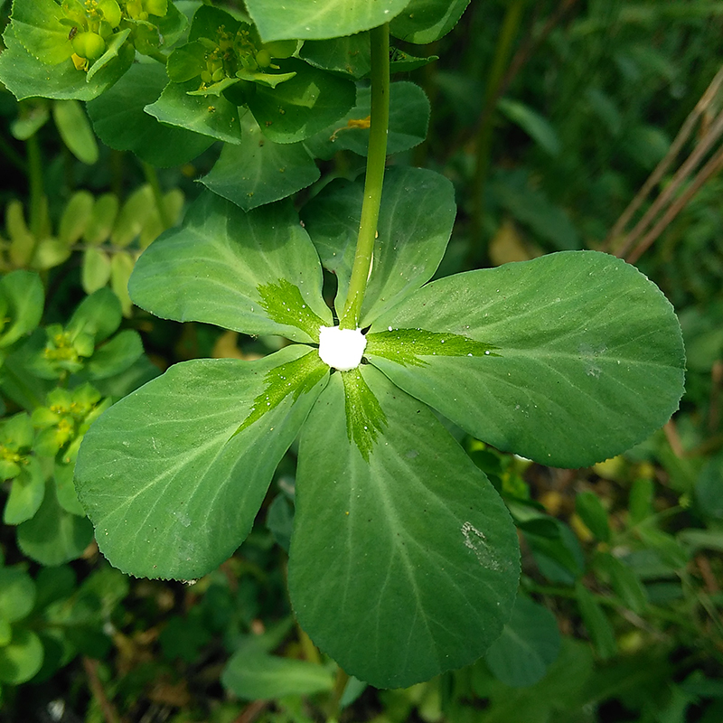 新鲜野生现采干大小猫猫眼猫眼草猫儿眼泽漆五朵云猫娃眼药材包邮