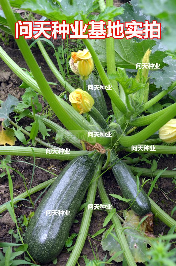 寿光蔬菜种子 黑美丽 墨绿甜脆可生吃西葫芦种子 抗寒
