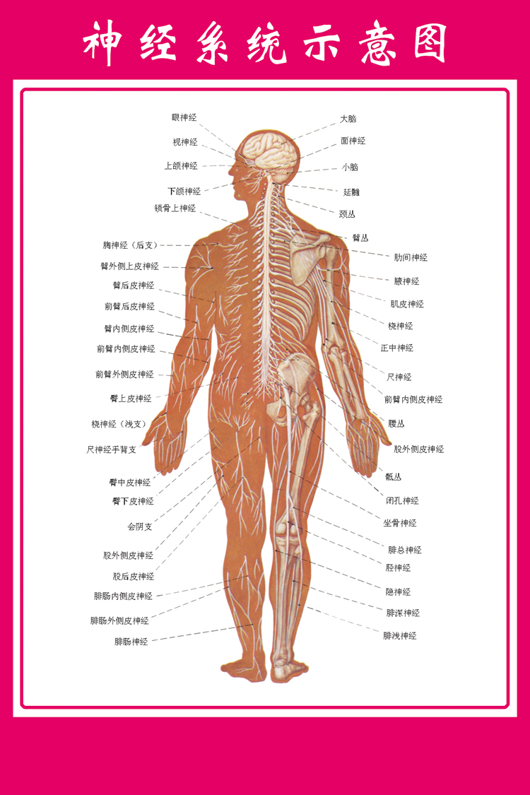 医学宣传挂图 人体器官解剖图 神经系统示意图 展板 医院布置海报