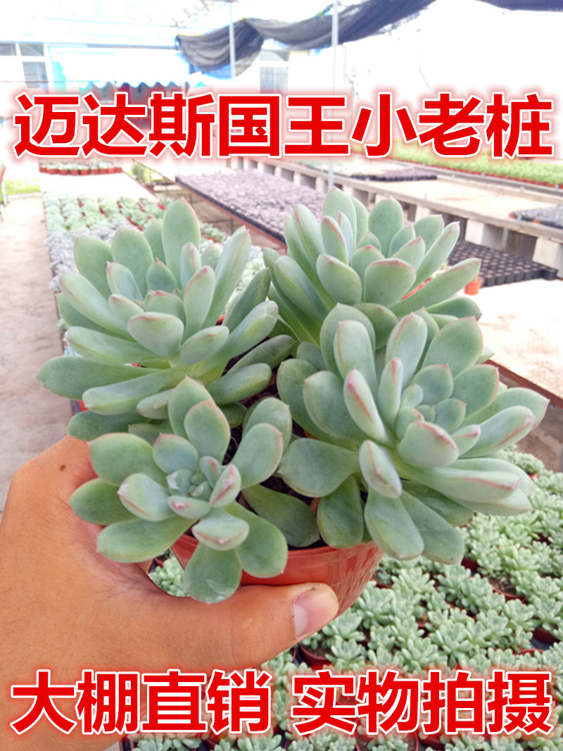 妍帆园艺 迈达斯国王多头老桩 迈达斯国王多肉植物绿植盆栽组合肉