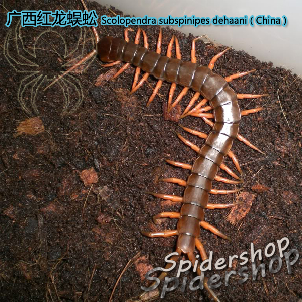 现货广西红龙蜈蚣国产大型宠物蜈蚣12-20 肛吻经典入门红蜈蚣