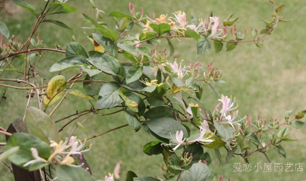 金银花 粉色 白色 清香 爬藤植物 带土发货皮实好养 可泡茶