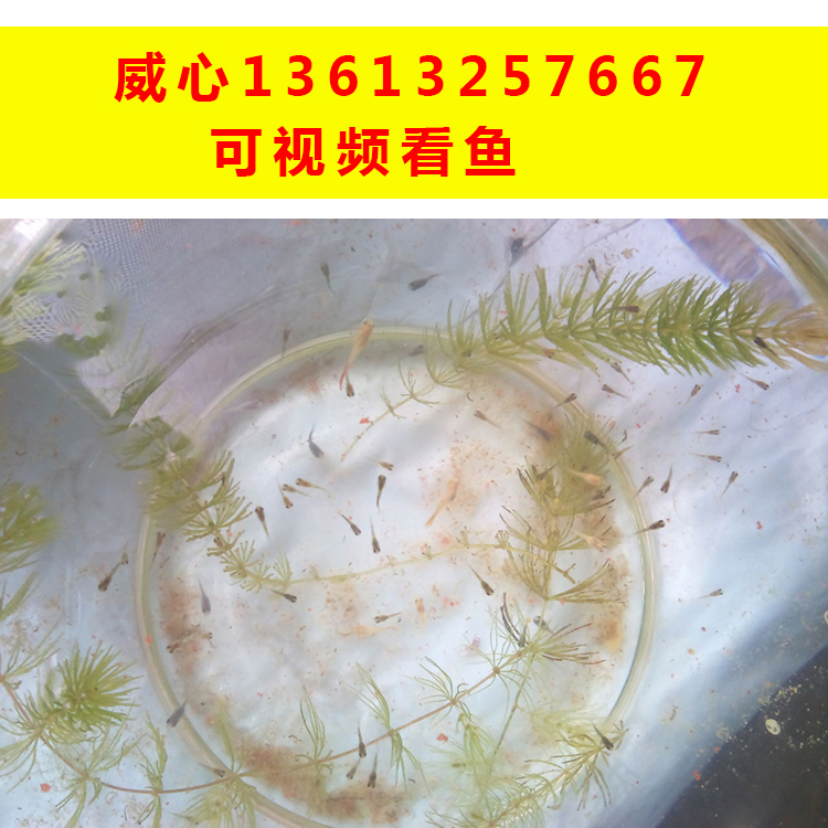 孔雀鱼活体白金蓝草鱼苗全血红小鱼红运幼鱼天空墨蓝礼服凤尾包邮