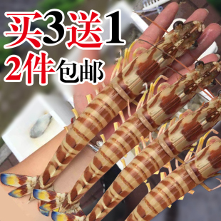 越南进口大虎虾鲜活速冻900g新鲜斑节虾黑虎虾海捕大虾盒装包邮