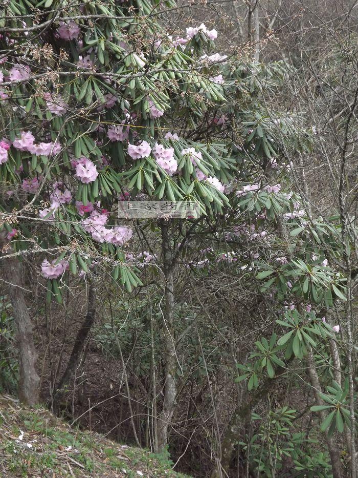 深山野生 杜鹃 树苗 野枇杷树 观赏树 新奇树种 庭院观花树苗树桩