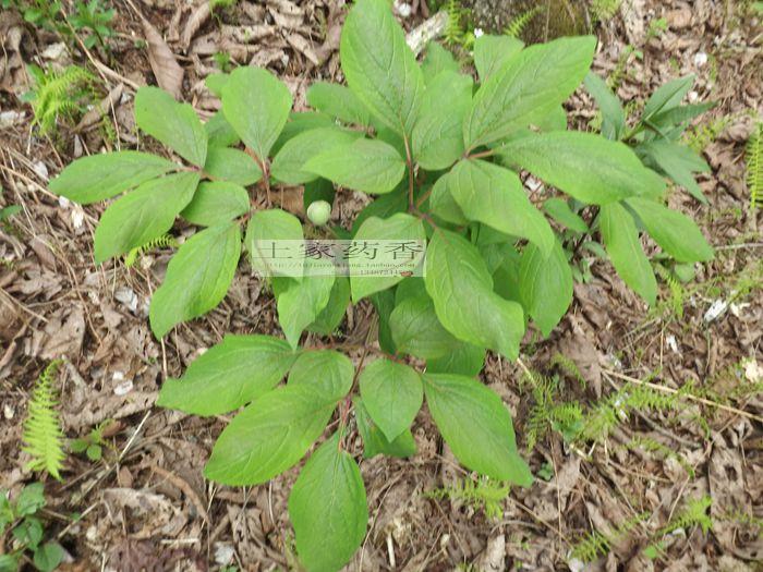 深山野生 草芍药 苗白芍药根 花卉盆栽中药材 小苗6株