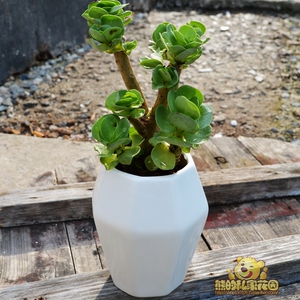 水晶玉露 寿玉露 草玉露 易养喜水多肉植物 批发