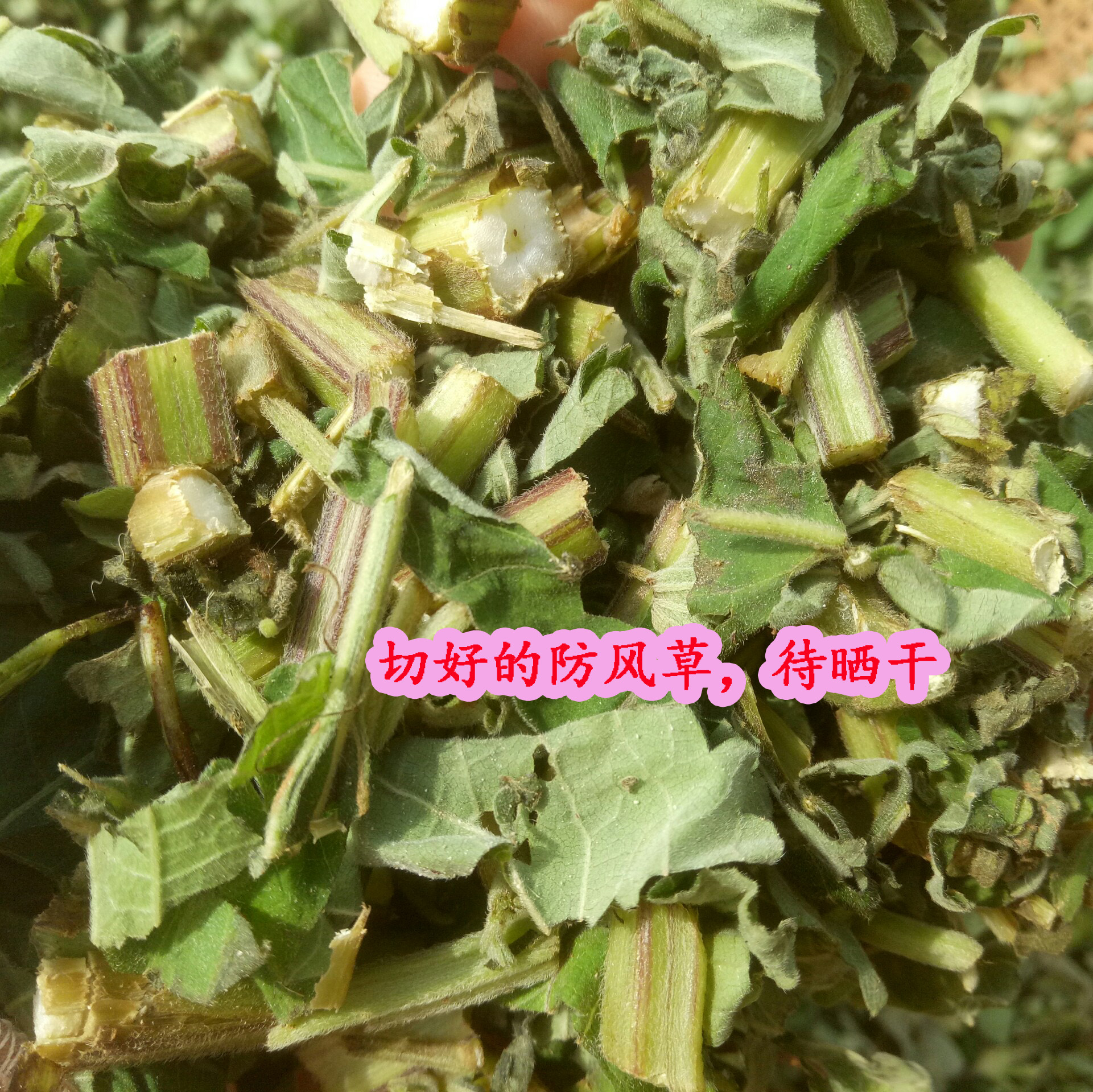 客家野生防风草 大抹草 豨莶草 土防风 臭草 秽草落马