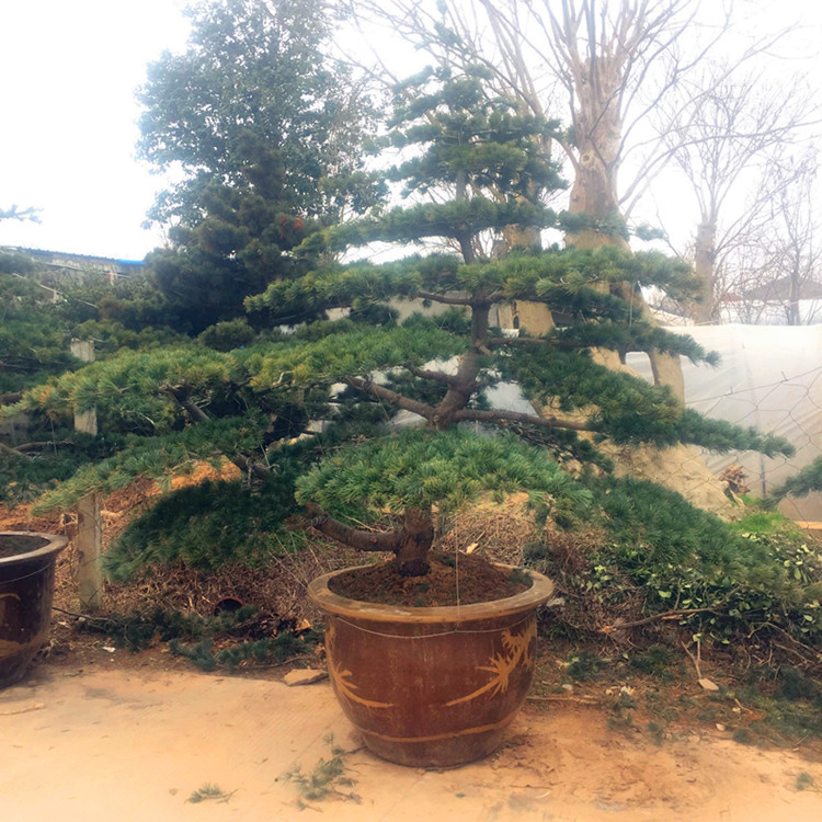 正品[五针松树桩盆景]五针松树桩评测 那须娘五