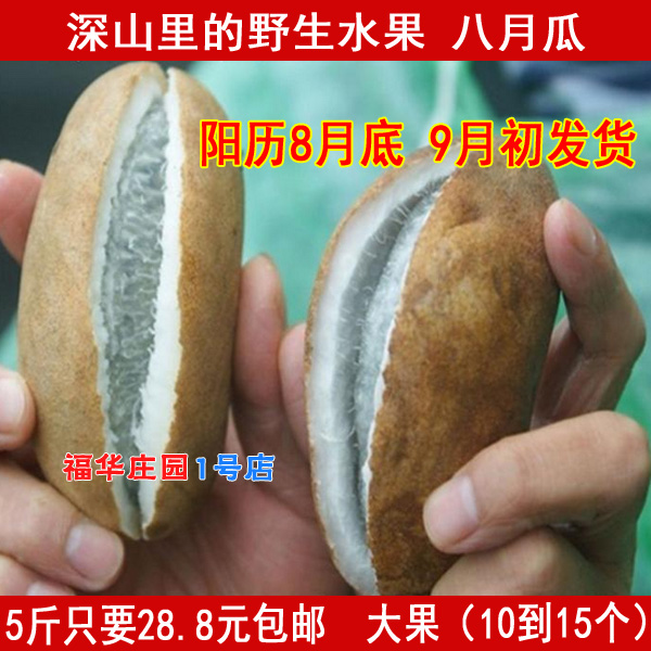 预售仲东野生新鲜水果猫屎瓜 鬼指头 鸡肠子 八月瓜2斤包邮