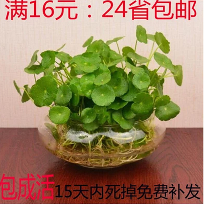 室内水培铜钱草盆栽带花盆套装金钱草种植水养植物花卉办公室绿植