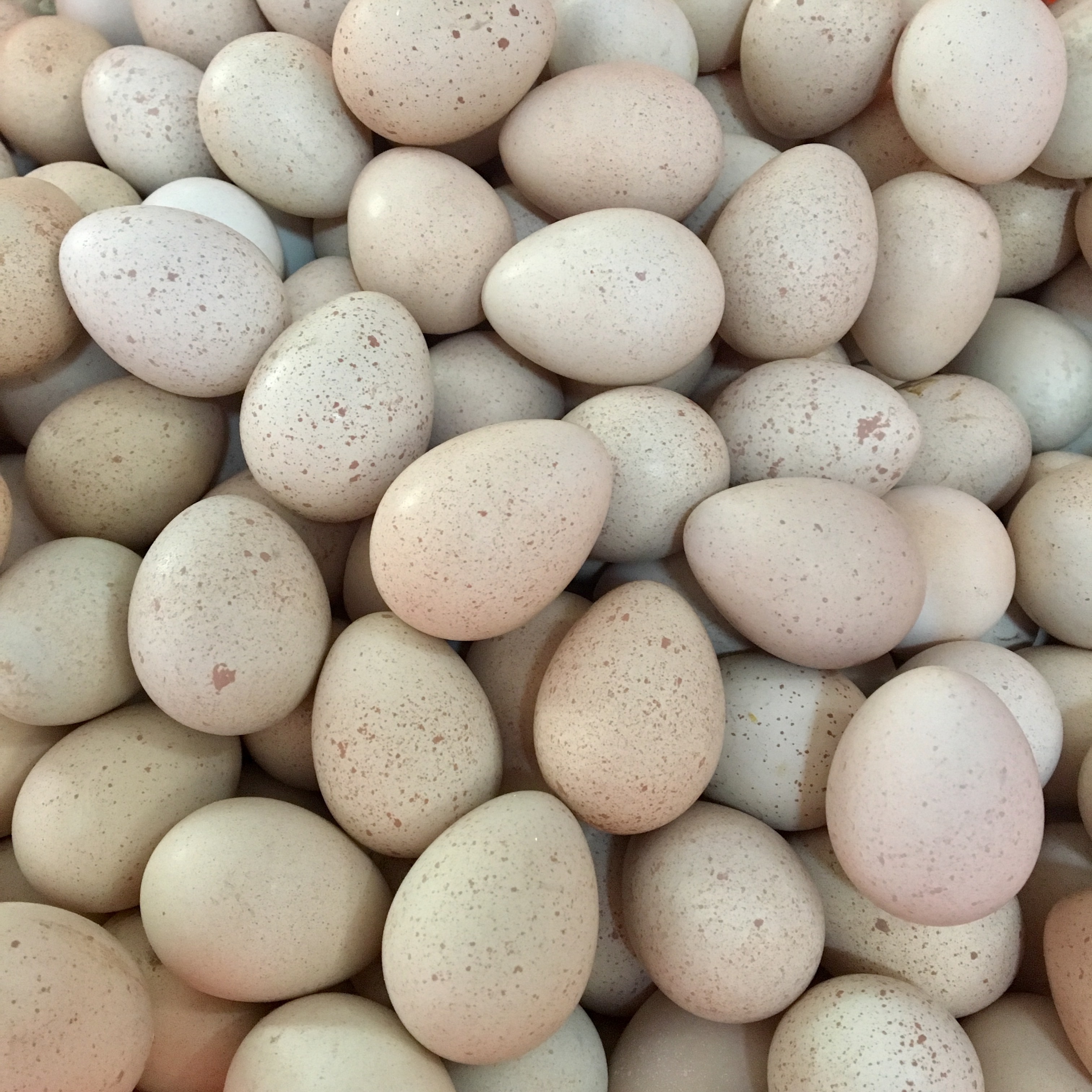 鹧鸪种蛋 新鲜 受精鸟蛋 小苗 飞龙蛋鸽蛋 营养可孵化